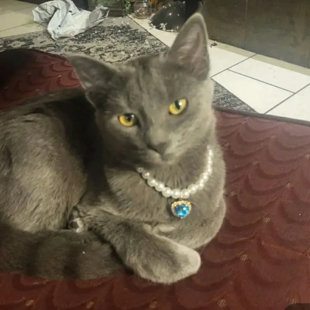 ⭐HOST PICK ⭐ PET NECKLACE